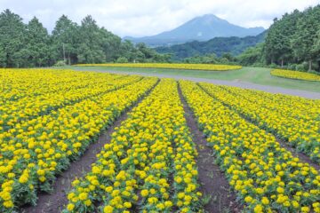 Parc Floral Hanakairo